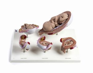 . - Modello scientifico in plastica raffigurante ciclo della crescita del feto dal primo al settimo mese. Germania, 1990.