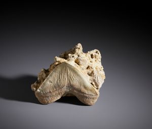. - Fossile con dente di Carcharhinus. Cile, met Pliocene.
