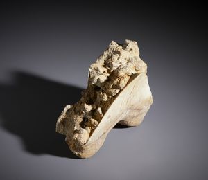 . : Fossile con dente di Carcharhinus. Cile, met Pliocene.  - Asta Asta 450 | WUNDERKAMMER, CURIOSITIES & ETNOGRAFICA - A GENTLEMAN' S CABINET OF CURIOSITIES Online - Associazione Nazionale - Case d'Asta italiane