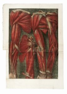 JACQUES-FABIEN GAUTIER D'AGOTY : Quattro tavole da Myologie Complette.  - Asta Arte Antica [Parte I] - Associazione Nazionale - Case d'Asta italiane