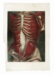 JACQUES-FABIEN GAUTIER D'AGOTY : Quattro tavole da Myologie Complette.  - Asta Arte Antica [Parte I] - Associazione Nazionale - Case d'Asta italiane