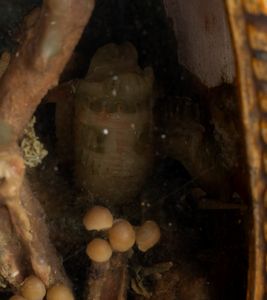 Coppia di ceroplastiche italiane  - Asta Argenti, avori, coralli e altri oggetti d'arte provenienti da importanti collezioni private - Associazione Nazionale - Case d'Asta italiane