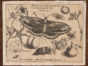 Joris Hoffnagel - Non Omnibus Datum Habere Nasum