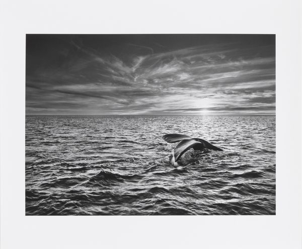 Sebastiao Salgado : Argentina  - Asta Arte Contemporanea - Associazione Nazionale - Case d'Asta italiane