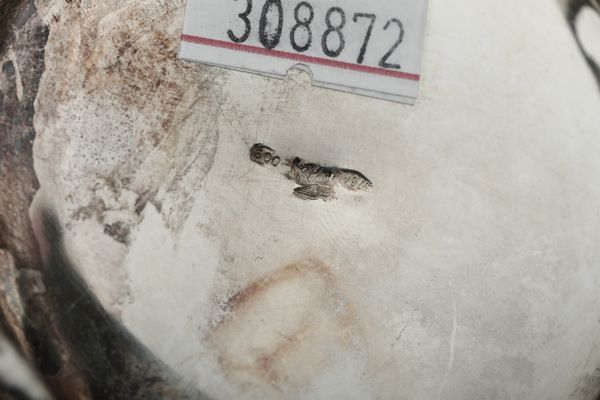 Servizio da t� e caff�. Argenteria artistica italiana del XX secolo. Argentiere Peruggia & C. , Alessandria  - Asta Argenti da collezione | Antichi - Associazione Nazionale - Case d'Asta italiane