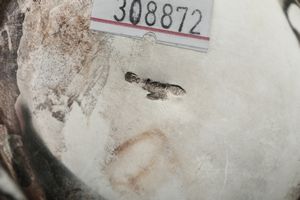 Servizio da t� e caff�. Argenteria artistica italiana del XX secolo. Argentiere Peruggia & C. , Alessandria  - Asta Argenti da collezione | Antichi - Associazione Nazionale - Case d'Asta italiane