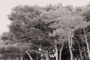 Abbas Gharib : lotto di quattro fotografie Trees (Composition)  - Asta Fotografia - Associazione Nazionale - Case d'Asta italiane