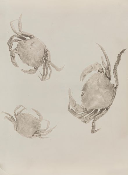 Arrigo Orsi : Carcini  - Asta Fotografia: Under 1k - Associazione Nazionale - Case d'Asta italiane