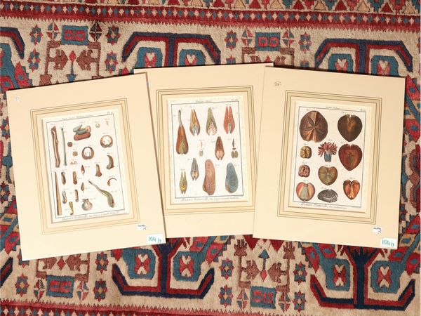 Conchiglie  e Ricci di mare (1789)  - Asta Flora & Fauna. Una collezione di stampe - Associazione Nazionale - Case d'Asta italiane