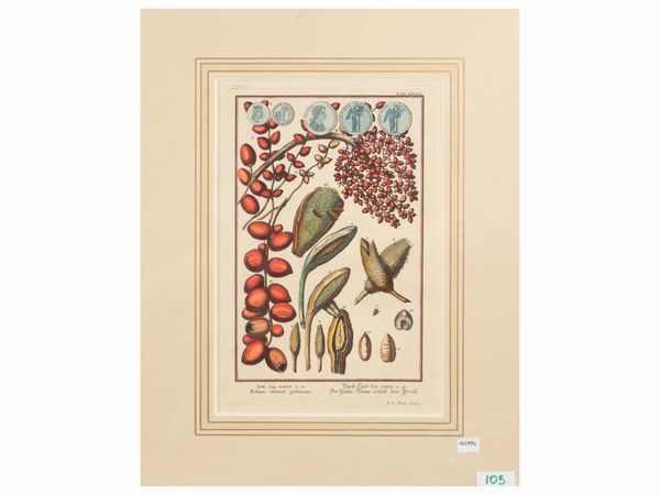 Palma obtinet palmam  - Asta Flora & Fauna. Una collezione di stampe - Associazione Nazionale - Case d'Asta italiane