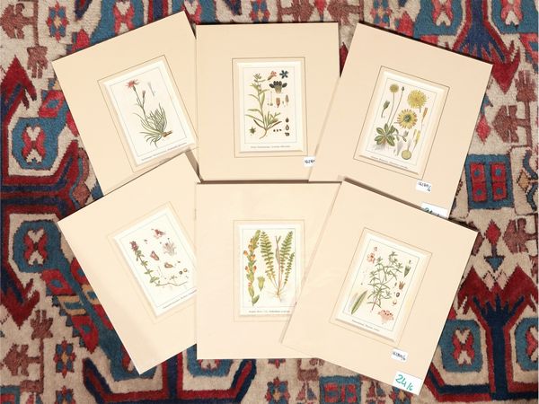 Botanica  - Asta Flora & Fauna. Una collezione di stampe - Associazione Nazionale - Case d'Asta italiane