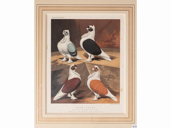 Colombi  - Asta Flora & Fauna. Una collezione di stampe - Associazione Nazionale - Case d'Asta italiane