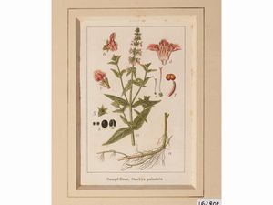 Botanica  - Asta Flora & Fauna. Una collezione di stampe - Associazione Nazionale - Case d'Asta italiane