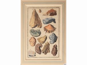 Johann August Corvinus : Fossili di conchiglie (XVIII secolo)  - Asta Flora & Fauna. Una collezione di stampe - Associazione Nazionale - Case d'Asta italiane