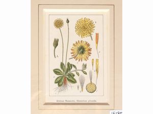 Botanica  - Asta Flora & Fauna. Una collezione di stampe - Associazione Nazionale - Case d'Asta italiane