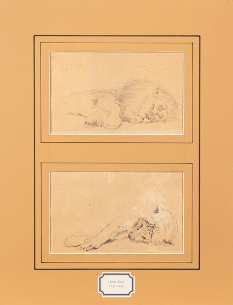 Cesare Biseo : Studi di leone e leonessa dormienti  - Asta Arte Figurativa tra XIX e XX Secolo - Associazione Nazionale - Case d'Asta italiane