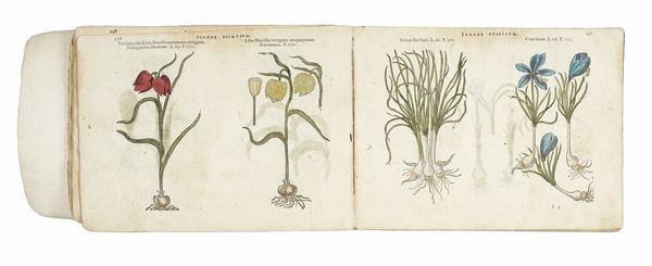 MATTHIAS (DE) L'OBEL : [Icones stirpium, seu plantarum tam exoticarum, quam indigenarum, in gratiam rei herbari studiosorum in duas partes digestae.]  - Asta Libri, autografi e manoscritti - Associazione Nazionale - Case d'Asta italiane