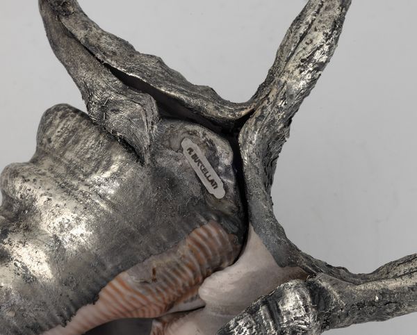 Conchiglia rivestita in argento, etichetta a scudo Mario Buccellati, Italia XX-XXI secolo  - Asta Argenti da Collezione | XX secolo - Associazione Nazionale - Case d'Asta italiane