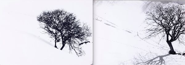 Abbas Gharib : Lonely Tree, dalla serie Snow white photo collection  - Asta Fotografia - Associazione Nazionale - Case d'Asta italiane