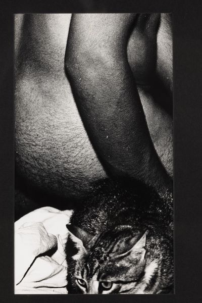 Mario Giacomelli : Gatto  - Asta Fotografia - Associazione Nazionale - Case d'Asta italiane