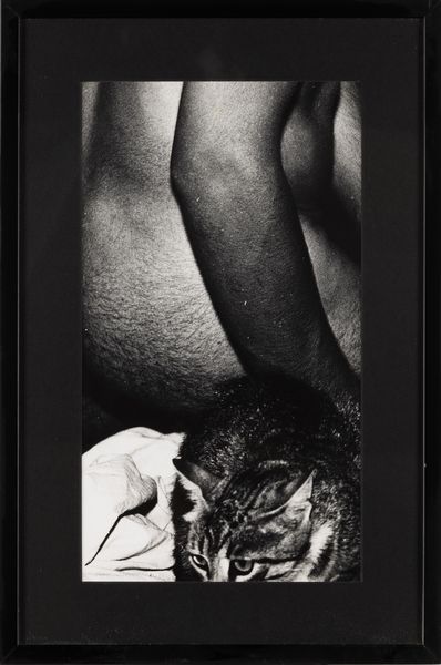 Mario Giacomelli : Gatto  - Asta Fotografia - Associazione Nazionale - Case d'Asta italiane