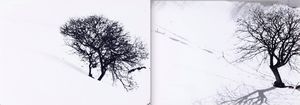 Abbas Gharib - Lonely Tree, dalla serie Snow white photo collection
