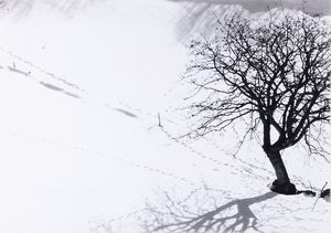 Abbas Gharib : Lonely Tree, dalla serie Snow white photo collection  - Asta Fotografia - Associazione Nazionale - Case d'Asta italiane