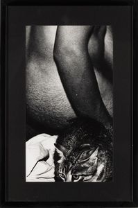 Mario Giacomelli : Gatto  - Asta Fotografia - Associazione Nazionale - Case d'Asta italiane