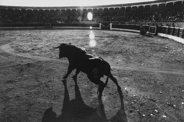 Gabriella Mercadini : Senza titolo (Corrida)  - Asta Fotografia - Associazione Nazionale - Case d'Asta italiane