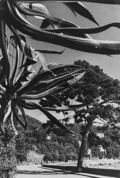 Riccardo Moncalvo : Senza titolo (Strada Santa Margherita, Portofino)  - Asta Fotografia - Associazione Nazionale - Case d'Asta italiane