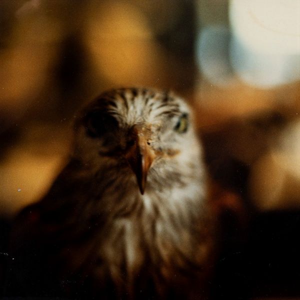 Anonimo : Senza titolo  - Asta Fotografia - Associazione Nazionale - Case d'Asta italiane