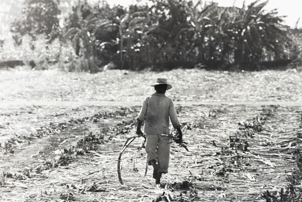 Mario Dondero : In una piantagione di canna da zucchero brasiliana  - Asta Fotografia - Associazione Nazionale - Case d'Asta italiane