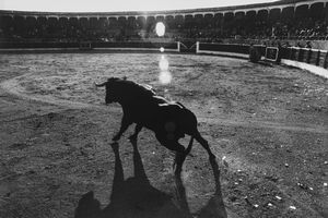 Gabriella Mercadini - Senza titolo (Corrida)