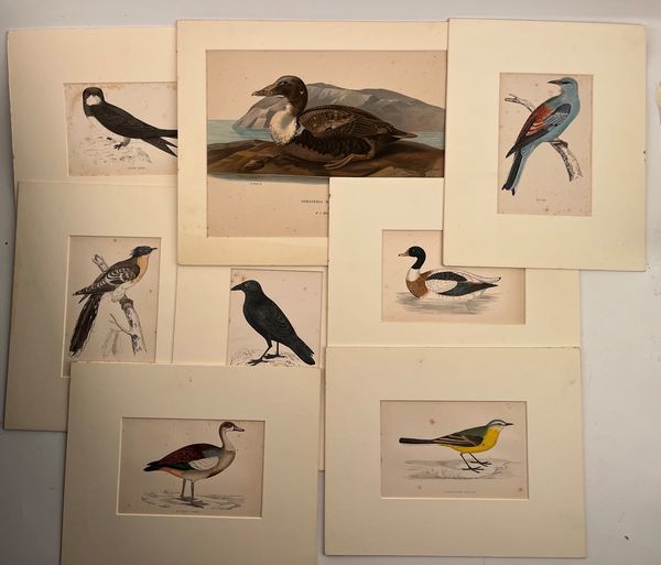 Uccelli  - Asta Opere su carta. Stampe, disegni, foto d'epoca - Associazione Nazionale - Case d'Asta italiane