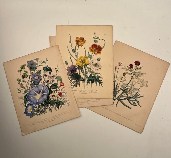 Day & Haghe  Lotto di 6 litografie da Ladies' Flower-Garden  - Asta Opere su carta. Stampe, disegni, foto d'epoca - Associazione Nazionale - Case d'Asta italiane