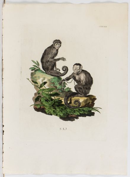 Lotto di 6 incisioni raffiguranti animali  - Asta Opere su carta. Stampe, disegni, foto d'epoca - Associazione Nazionale - Case d'Asta italiane