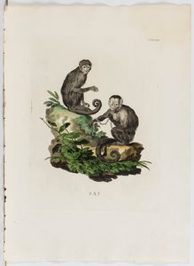 Lotto di 6 incisioni raffiguranti animali  - Asta Opere su carta. Stampe, disegni, foto d'epoca - Associazione Nazionale - Case d'Asta italiane