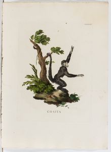 Lotto di 6 incisioni raffiguranti animali  - Asta Opere su carta. Stampe, disegni, foto d'epoca - Associazione Nazionale - Case d'Asta italiane