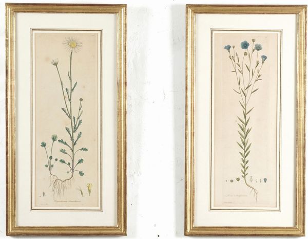 Coppia di stampe raffiguranti fiori in cornice dorata  - Asta Antiquariato - Associazione Nazionale - Case d'Asta italiane