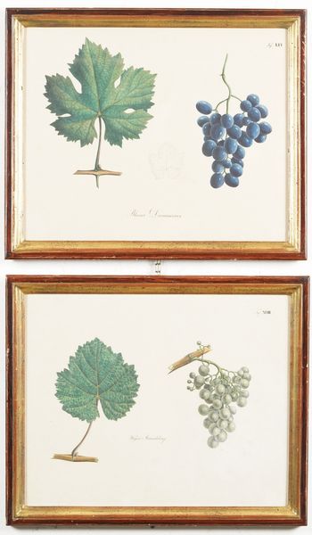 Due stampe in cornice raffiguranti uva  - Asta Antiquariato - Associazione Nazionale - Case d'Asta italiane