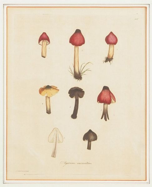 Stampa raffigurante funghi  - Asta Antiquariato - Associazione Nazionale - Case d'Asta italiane