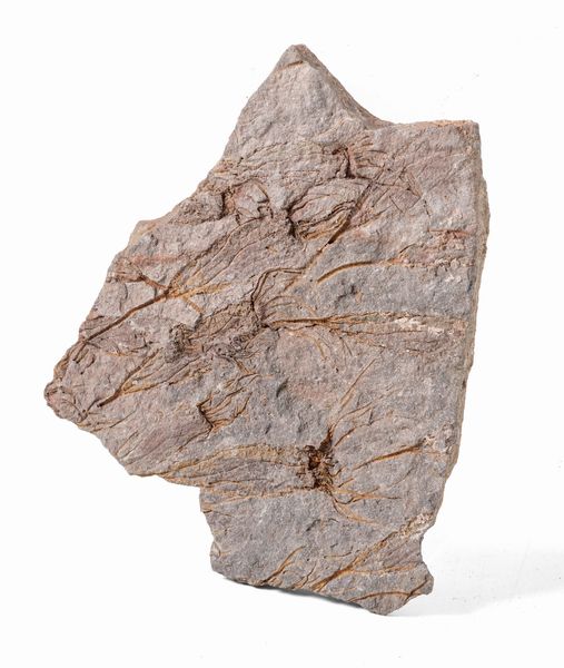 Rara lastra con crinoidi fossili del periodo Cambriano  - Asta Antiquariato - Associazione Nazionale - Case d'Asta italiane