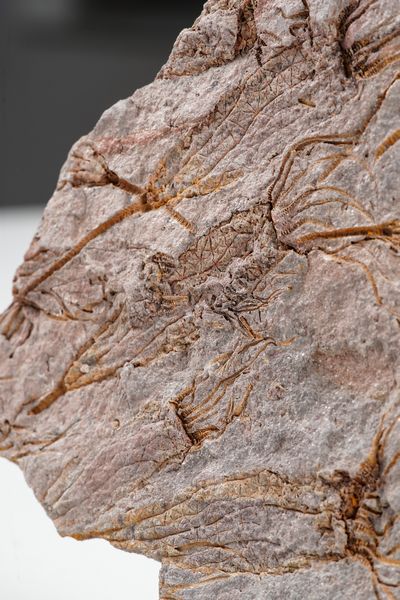 Rara lastra con crinoidi fossili del periodo Cambriano  - Asta Antiquariato - Associazione Nazionale - Case d'Asta italiane
