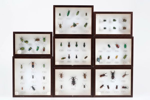 Lotto di 8 teche con coleotteri  - Asta Antiquariato - Associazione Nazionale - Case d'Asta italiane