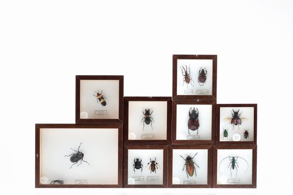 Lotto di 9 teche con coleotteri  - Asta Antiquariato - Associazione Nazionale - Case d'Asta italiane