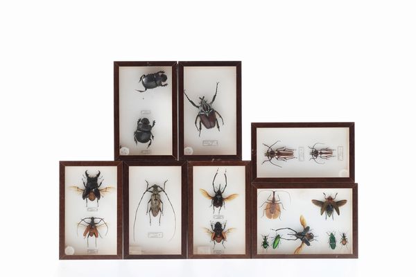 Lotto di 7 teche con coleotteri  - Asta Antiquariato - Associazione Nazionale - Case d'Asta italiane