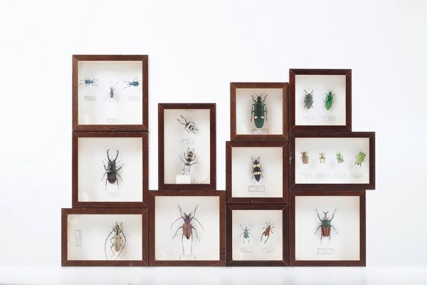 Lotto di 11 teche con coleotteri  - Asta Antiquariato - Associazione Nazionale - Case d'Asta italiane