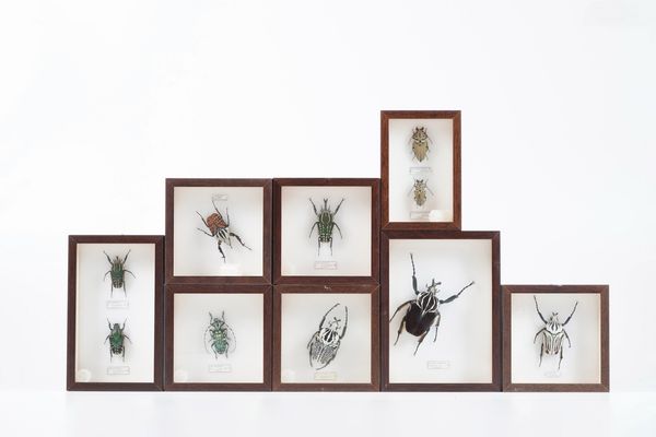 Lotto di 8 teche con coleotteri  - Asta Antiquariato - Associazione Nazionale - Case d'Asta italiane