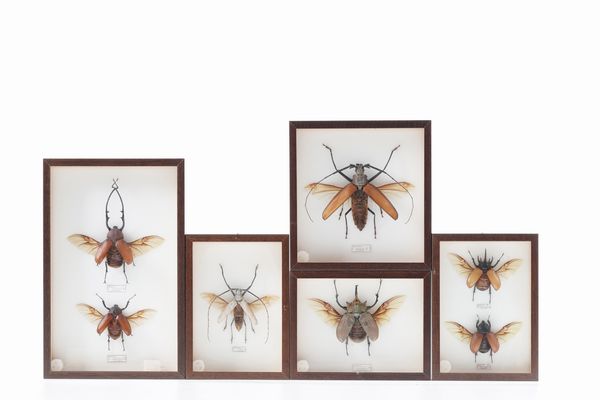 Lotto di 5 grandi teche con coleotteri  - Asta Antiquariato - Associazione Nazionale - Case d'Asta italiane
