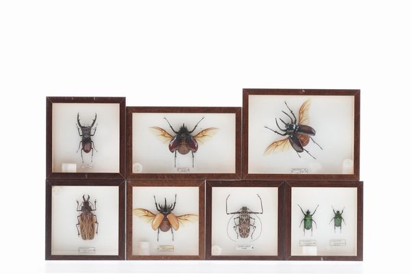 Lotto di 7 teche con coleotteri  - Asta Antiquariato - Associazione Nazionale - Case d'Asta italiane